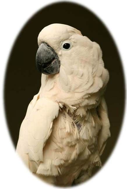 オウム（鸚鵡、鸚䳇）は、オウム目オウム科に属する21種の鳥の総称である。インコ科(psittacidae, true parrots)、ミヤマオウム科、ニュージーランド産の大型のインコ)とともにオウム目 (psittaciformes) を構成する。現存するオウム目の系統の多くは、さまざまな面で解明されていない。 オウム病について - H・CRISIS