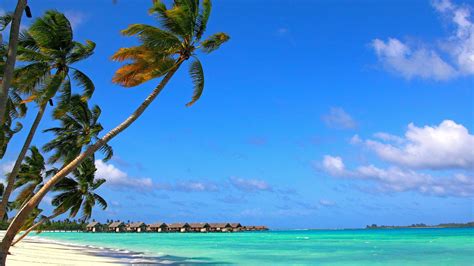 Wallpaper Maldives Blue Sea Tropical Palm Trees Blue Sky 3840x2160