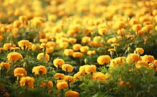 Marigolds Flower Wallpaper