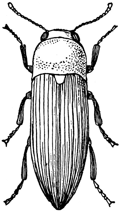 Click Beetle Clipart Etc