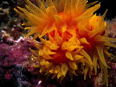 Kumpulan gambar tentang wallpaper dalam laut, klik untuk melihat koleksi gambar lain di kibrispdr.org. Wallpaper Kehidupan Bawah Laut (38 Foto)