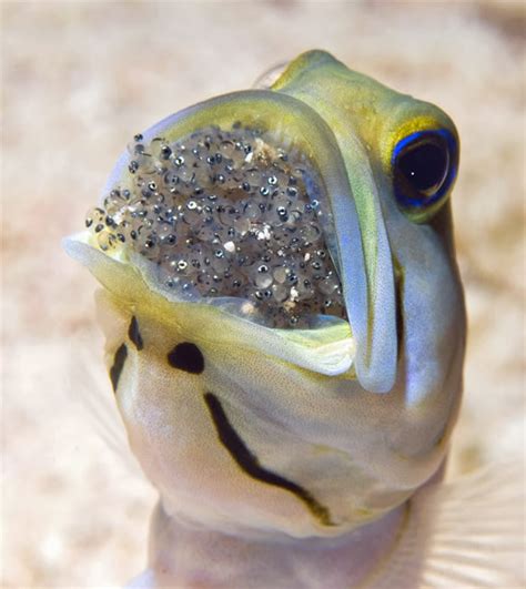 Good reminder of all the way eggs can be used. Look at this Male Jawfish Incubating Eggs In Its Mouth ...