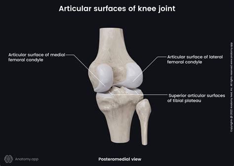 Knee Joint Encyclopedia Anatomyapp Learn Anatomy 3d Models Articles And Quizzes