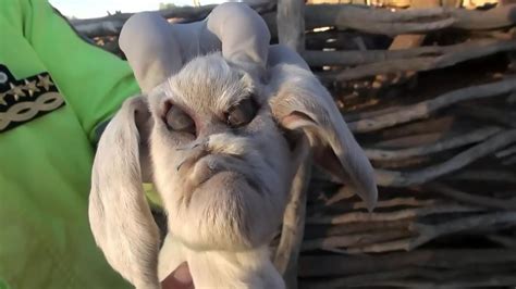 Villagers In Shock As Goat Delivers Human Like Creature Photos