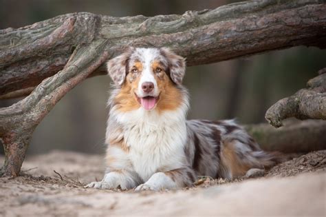 Australian Shepherd Care Guide The Cowboys Favorite Breed Perfect