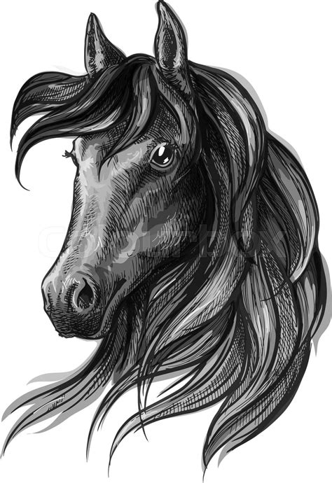 Friesian Horse Head Drawings