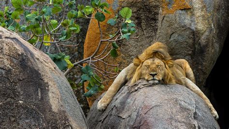 Nature Animals Trees Sleeping Lion Rock Leaves Wallpapers Hd