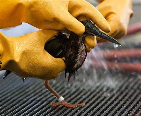 Day Gulf Spill Oiled Bird Care Update International Bird Rescue