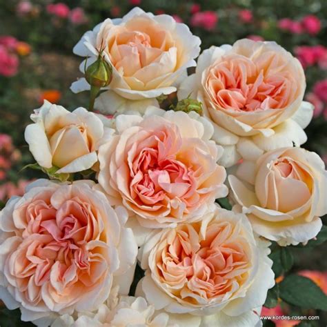 Spicy Parfuma Hybrid Tea Garden Roses Pococks Roses The Cornish Rose Company