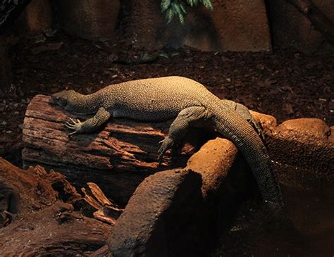 Bengal Monitor Life Expectancy