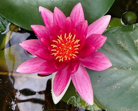 Attraction Water Lily Nymphaea Attraction Plants For Ponds