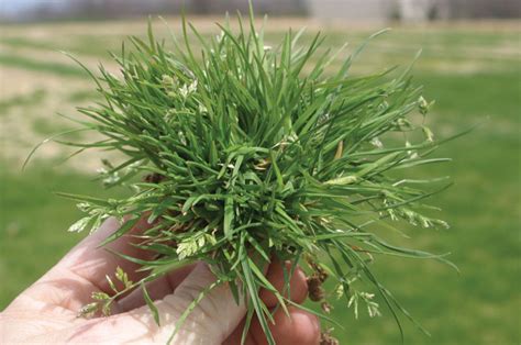 What Are Grass Weeds Your Guide Myhometurf