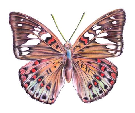 It goes along with my step by step monarch butterfly painting tutorial. How to Draw a Butterfly