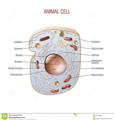 Maybe you would like to learn more about one of these? Animal Cell Royalty Free Stock Images - Image: 32819899