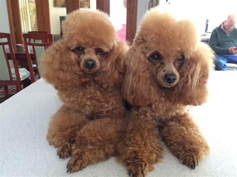 Red Toy Poodle Guanjun A Home For Red Toy Poodle