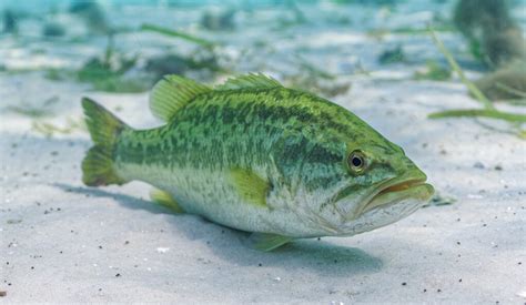 Revelations Of Genetic Diversity Of Bass Species Can Enhance Conservation Himalaya Diary