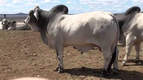 In scripture in the bahram yasht. NK Brahman Bull Sale Preview - YouTube