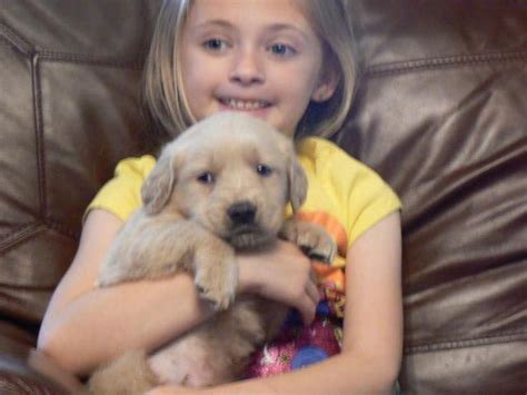 These beautiful and loyal dogs will be an amazing asset to any family. Golden Retriever Puppies for Sale in Stuart, Virginia ...