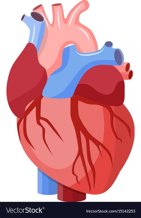 Anatomical Heart Svg Free