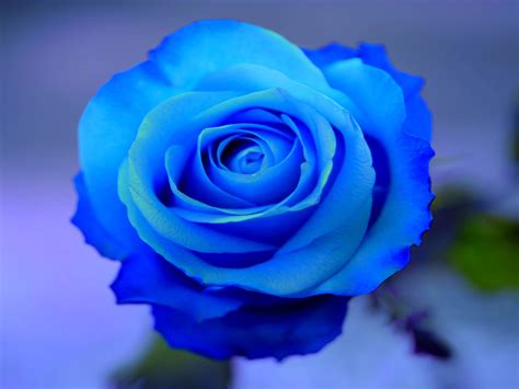 Roses are the symbol of love and romance! Blue Rose Desktop Wallpaper, Wide High Quality Blue Rose ...