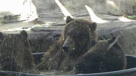 Toledo Zoo Grizzly Brown Bear Cubs 8182016 Youtube