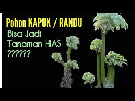 Berbeda dengan tanaman jenis lain, tanaman hias bisa membuat bangunan jika anda memiliki keahlian dalam merawat tanaman dan membuat menjadi bonsai maka nilai jualnya akan jauh lebih tinggi. Tanaman Hias Akar Dan Batang - AKARKUA