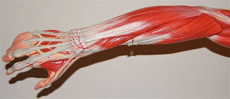 Muscles Of The Forearm And Hand Posterior View Rob Swatski Flickr
