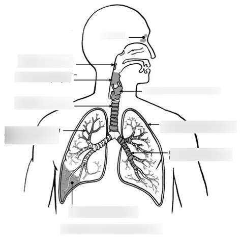 Respiratory System Labeling Diagram Quizlet