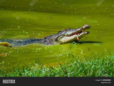 Crocodiles Crocodile Image And Photo Free Trial Bigstock