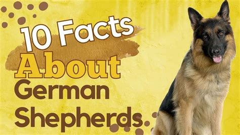 10 German Shepherd Facts And Information Check Out The Video On