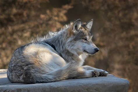 Glenn Nagel Photography Mexican Gray Wolves Mexican Gray Wolf