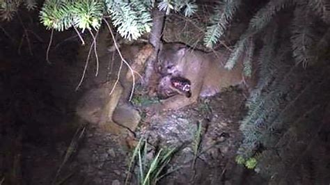 Cougar Vs Wolf Unreal Battle Caught On Video In Bc