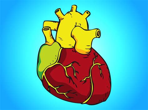 Clip Art Human Heart Clipart Best