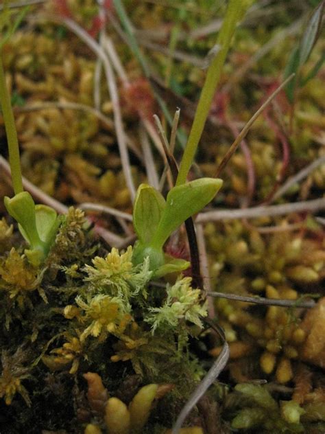 It grows in bogs in temperate and subarctic regions of the northern hemisphere. Hammarbya paludosa (Bog Adder's Mouth, Bog Malaxis, Marsh ...
