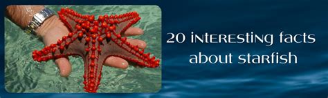 20 Interesting Facts About Starfish A Thousand Facts