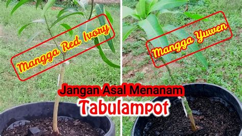 Cara Menanam Tabulampot Cepat Berbuah Mangga Red Ivory Dan Mangga