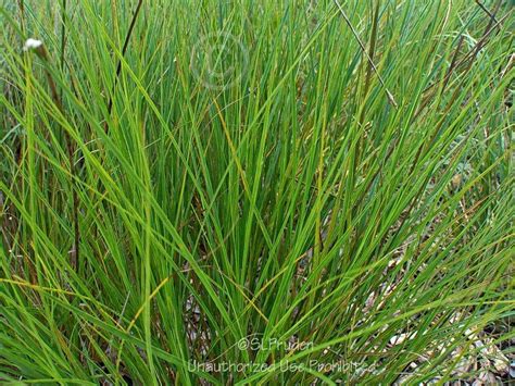 Photo Of The Leaves Of Prairie Sedge Carex Bicknellii Posted By