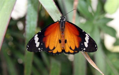Wildlife and Landscapes: Exotic Butterflies
