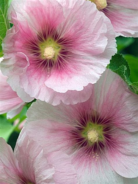 35 Old Fashioned Giant Pink Hollyhock Flower Seeds Etsy