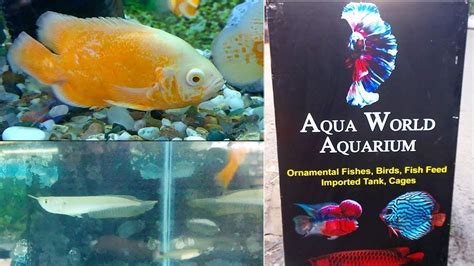 The pet store is now brought to you where you are, you can use any gadget that is able to access the internet and buy any animal you want and own it legally. Fish Pet Shop Near Me - Animal Friends