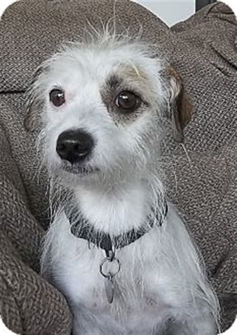 Adopt a dog or puppy in india.roadie , jack russell terrier for adoption, gurgaon airedale terrier cocker spaniel dachshund miniature (long haired) shih tzu maltese rajapalayam keeshound puli pit bull cats. Memphis, TN - Jack Russell Terrier/Shih Tzu Mix. Meet Indy ...