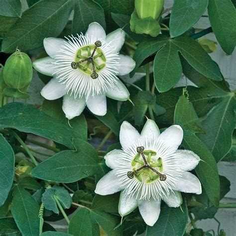 Passion Flower ‘white Wedding Passiflora Hybrid Created By Roland