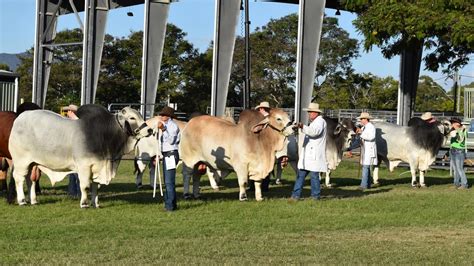 Out And About At Rockhampton Agricultural Show Day One Photos The