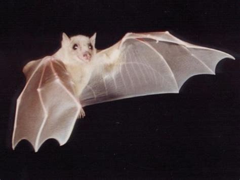 Albino Fruit Bat 動物