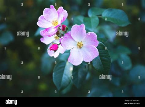 Wild Rose Bush Hi Res Stock Photography And Images Alamy