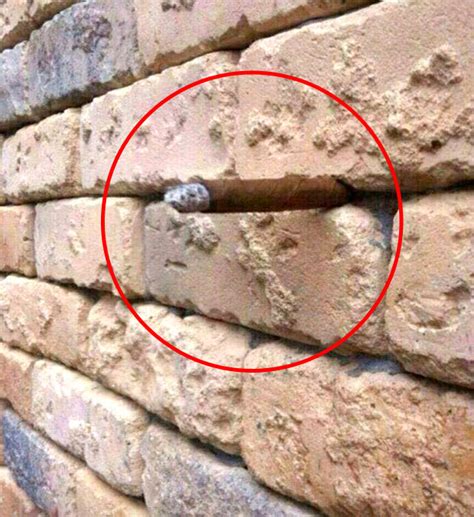 Viral Brick Wall Optical Illusion Will Blow Your Mind Daily Star