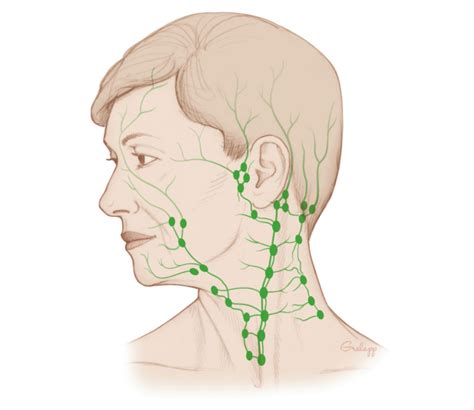 Rehabilitation Head And Neck Surgery Stanford Otolaryngology — Head