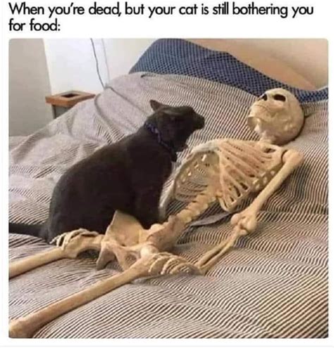 Hilarious Black Cat Memes To Make You Laugh Always Pets