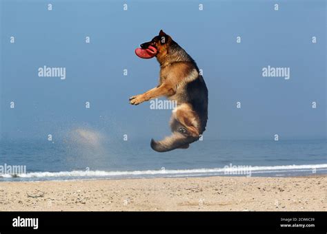 German Shepherd Male Catching Frisbee Beach In Normandy Stock Photo