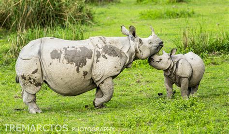 Indian Rhino Rhinoceros Unicornis